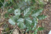 <strong>Micromelum minutum - Ramon, Laurence - 141</strong><br />© Ramon, Laurence